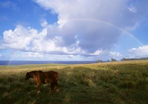 「愛するペットとの別れを支える！安心・信頼のペット葬式ガイド」